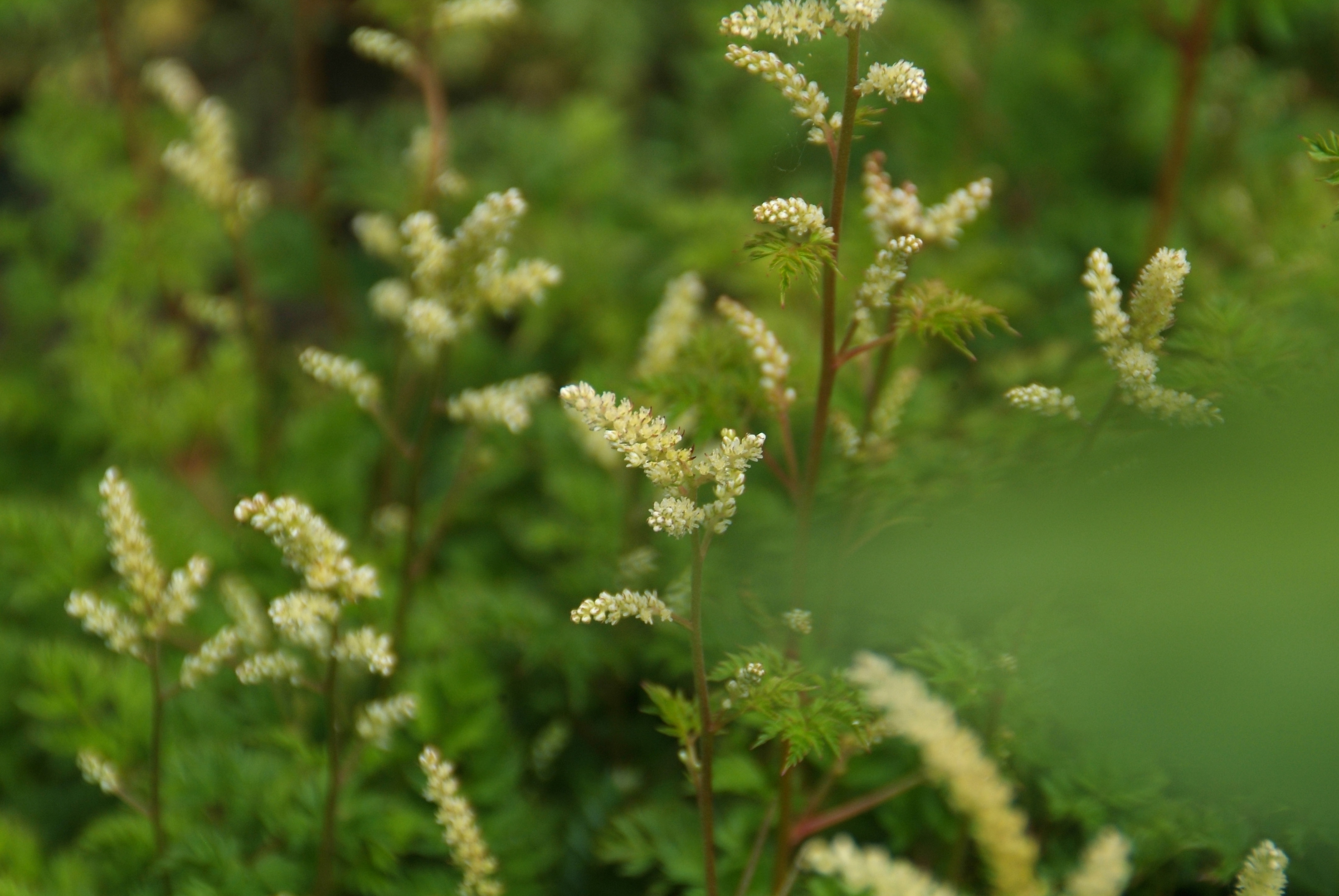 Aruncus aethusifoliusGeitebaard bestellen